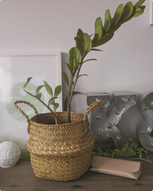 Healthy ZZ plant