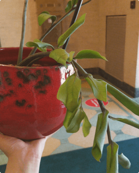 Withering ZZ plant